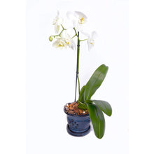 Load image into Gallery viewer, Organic Orchid Potting Mix by Perfect Plants - 4 Quarts Special Blend for Proper Root Development on All Orchid Plant Types
